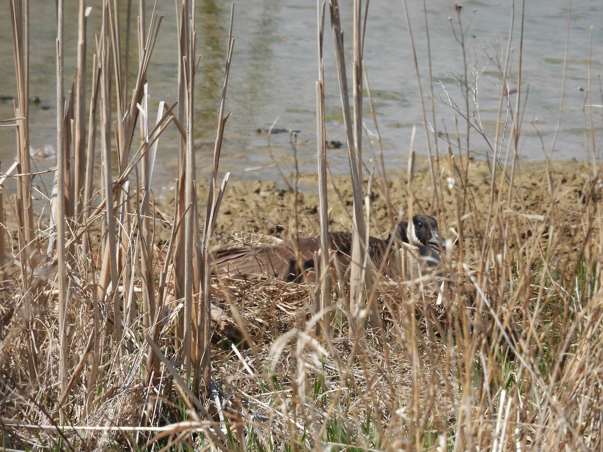 Canada Goose - ML430738131