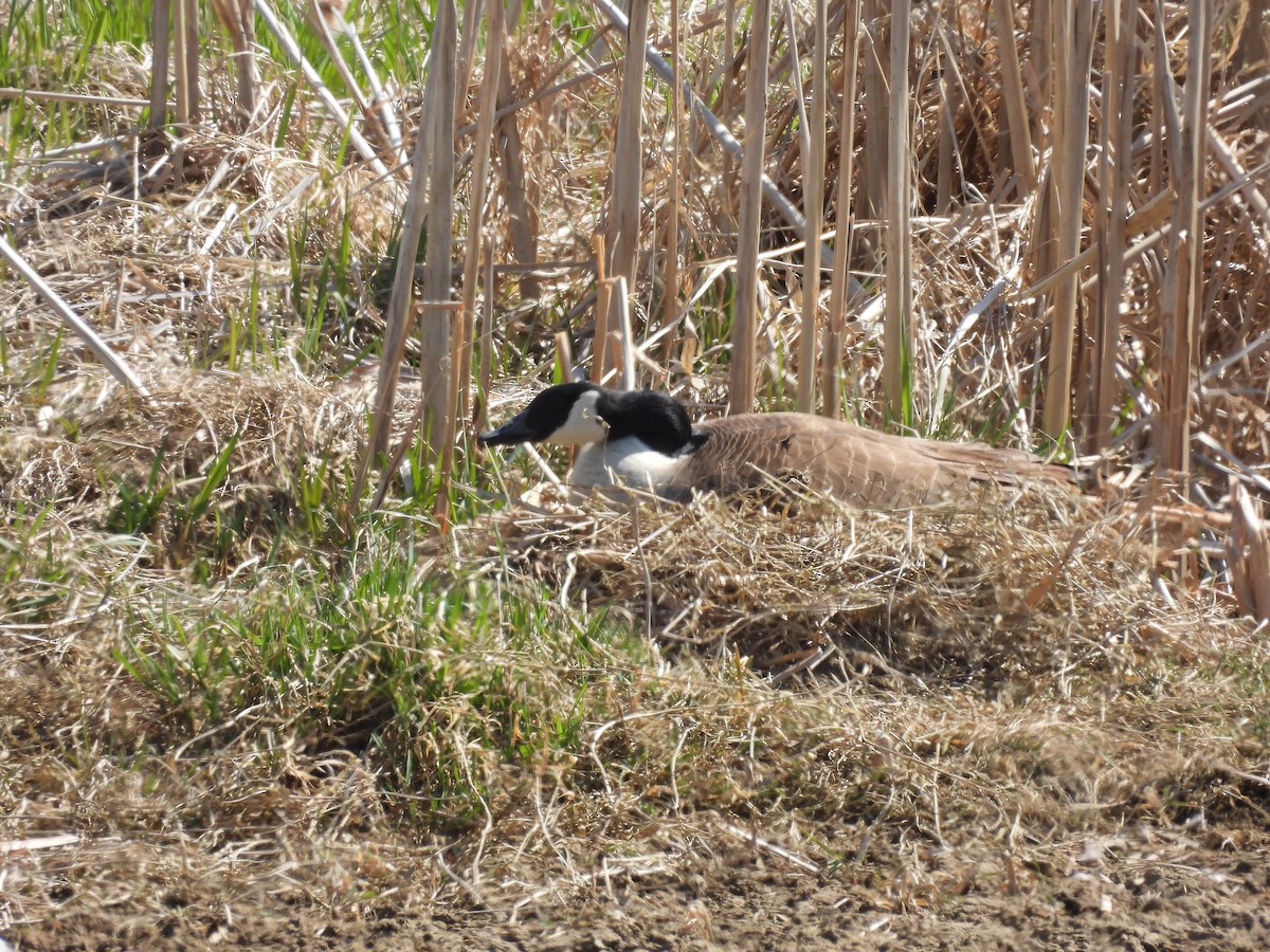 Canada Goose - ML430738141