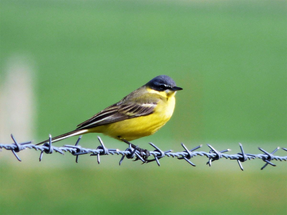 konipas luční (ssp. flava) - ML430739351