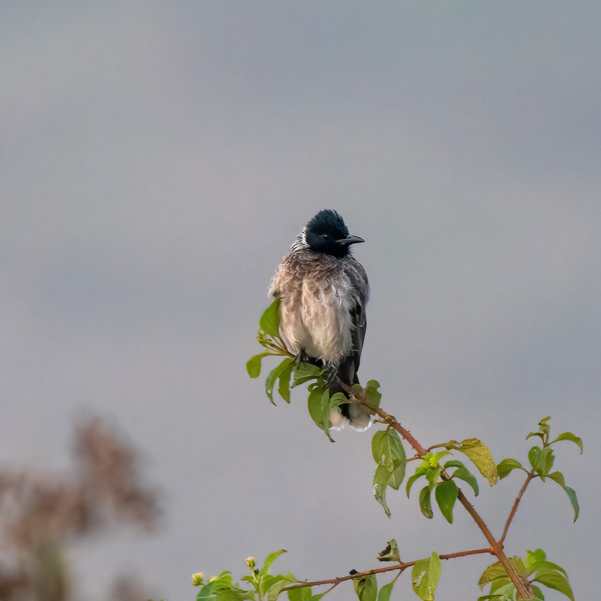 bulbul šupinkový - ML430739771