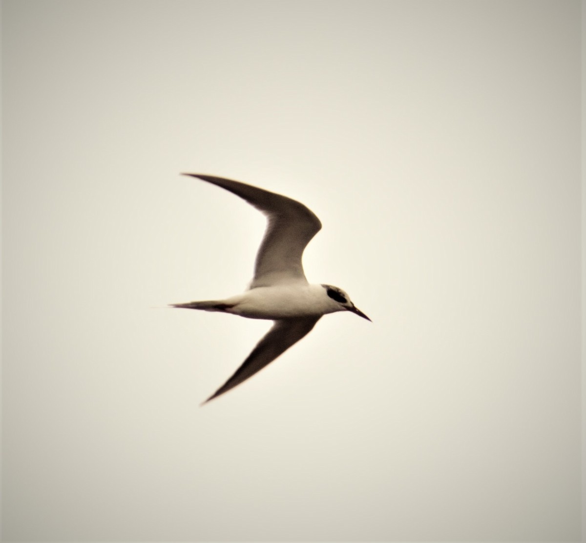 Forster's Tern - ML430740341