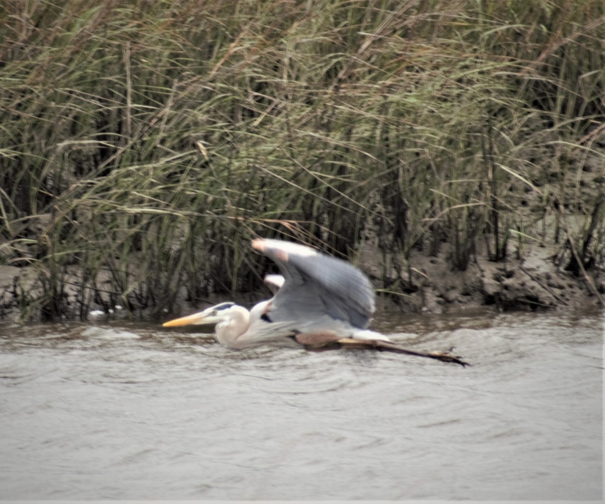 Great Blue Heron - ML430740381