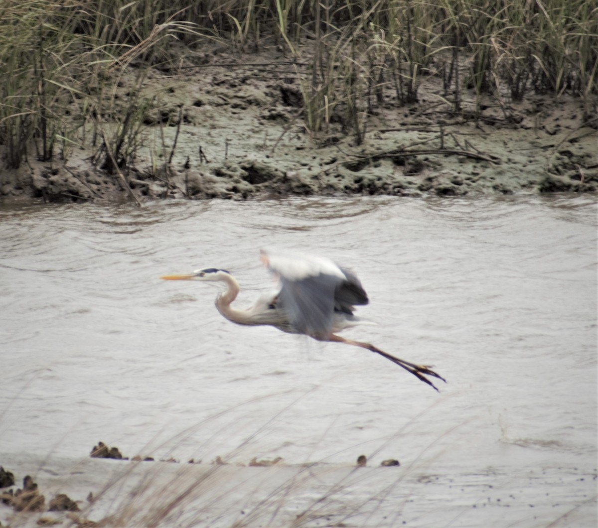 Great Blue Heron - ML430740391