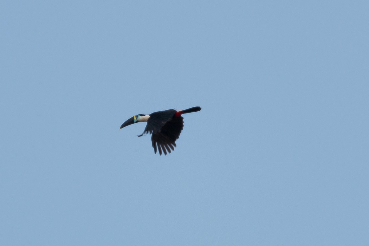 White-throated Toucan - Torben Langer