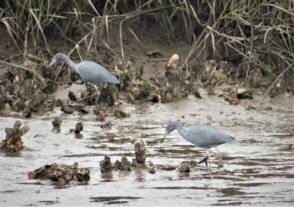 Little Blue Heron - ML430740831