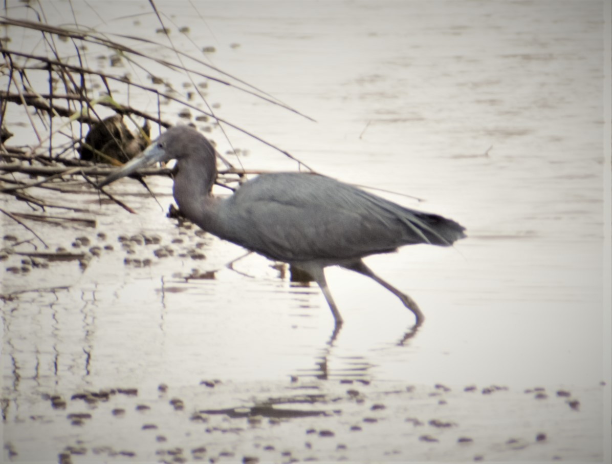 Little Blue Heron - ML430740931