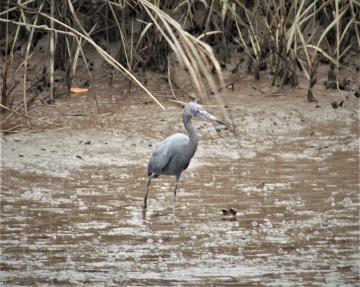 Little Blue Heron - ML430740941