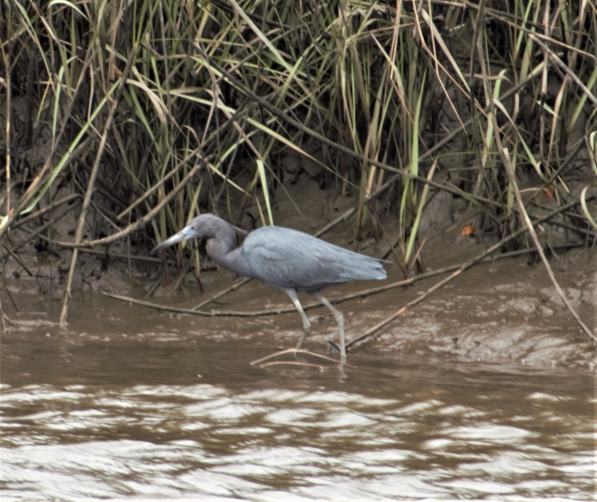 Little Blue Heron - ML430740961