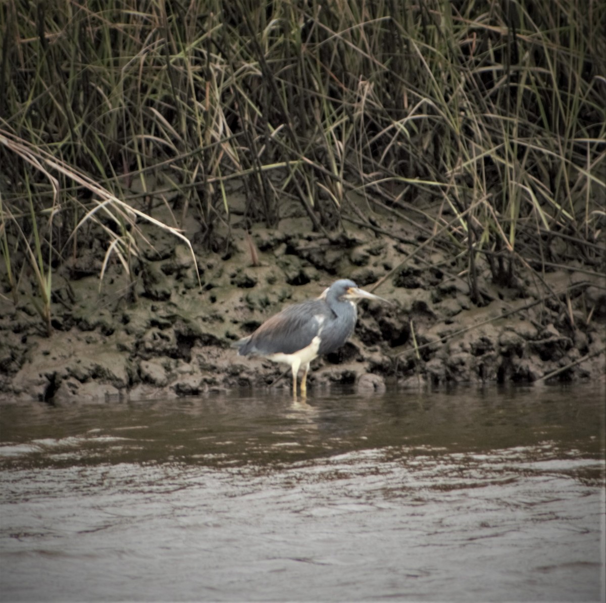 Tricolored Heron - ML430741091