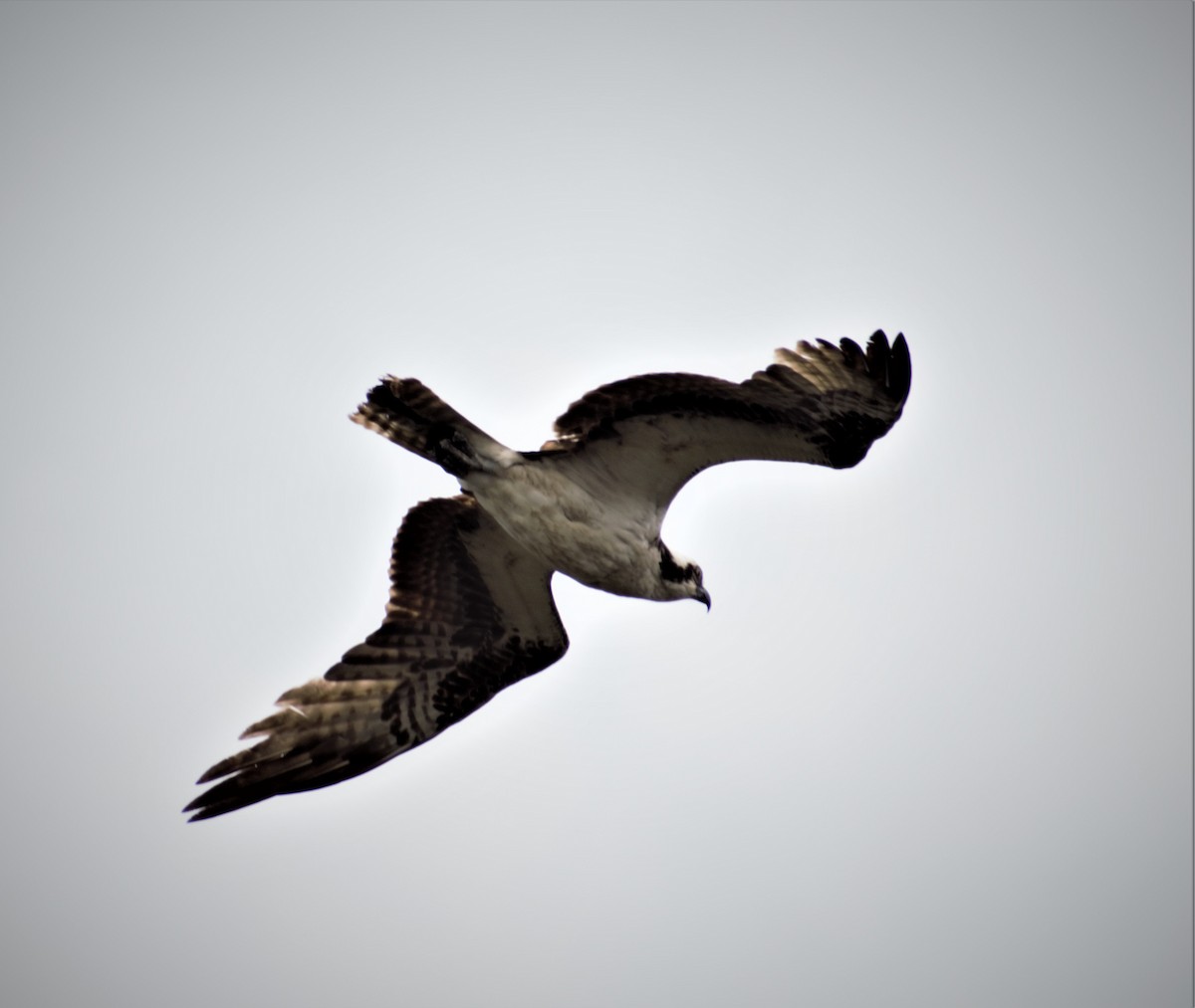 Osprey - ML430741221