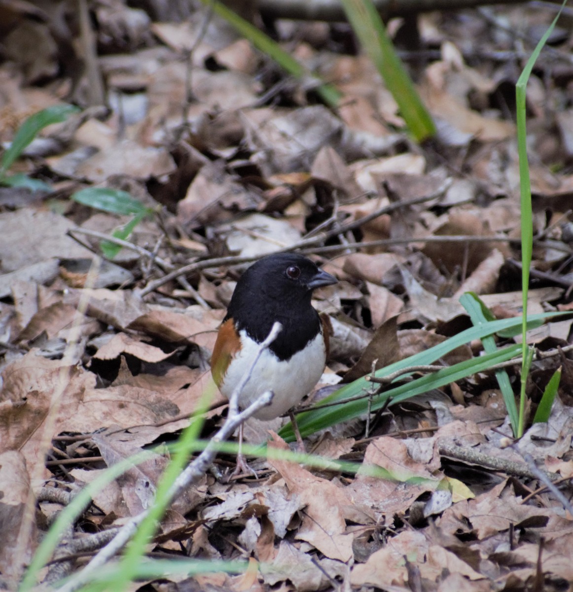 Eastern Towhee - ML430741451