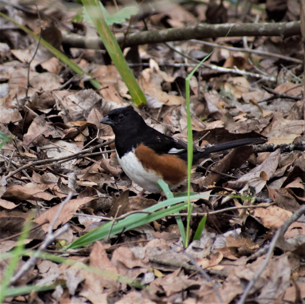 Eastern Towhee - ML430741461