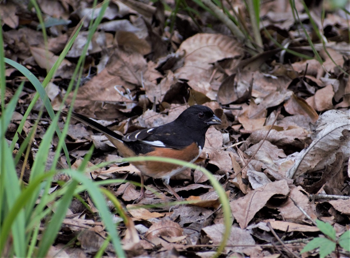 Eastern Towhee - ML430741471