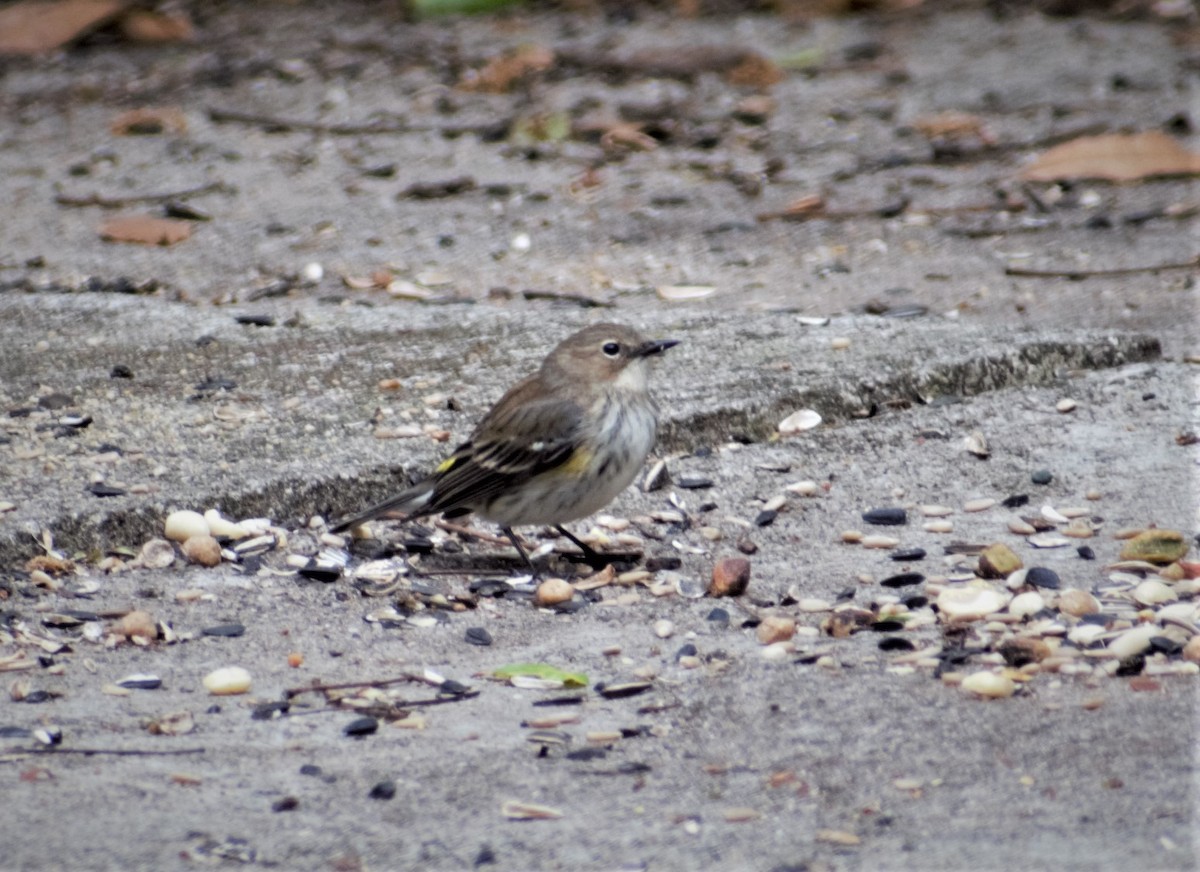 Yellow-rumped Warbler - ML430741541