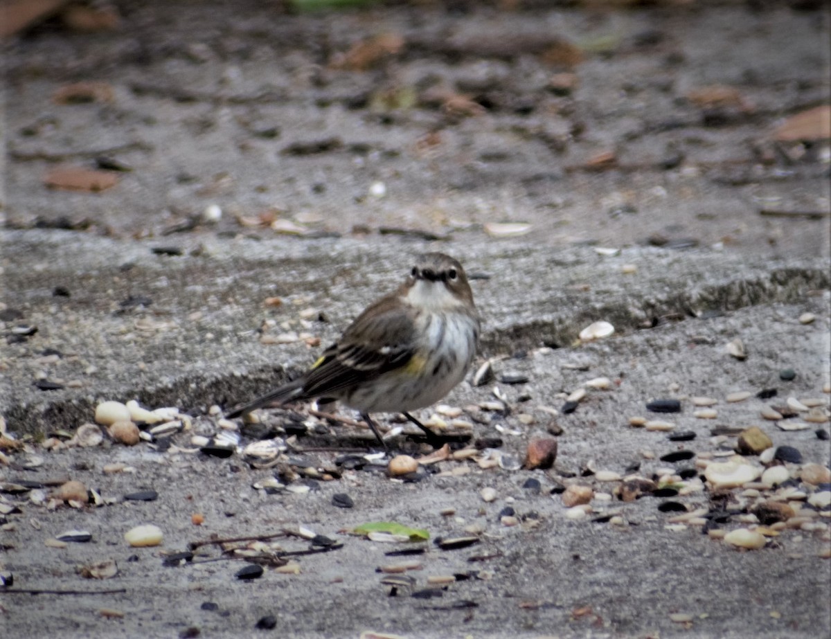 Yellow-rumped Warbler - ML430741551