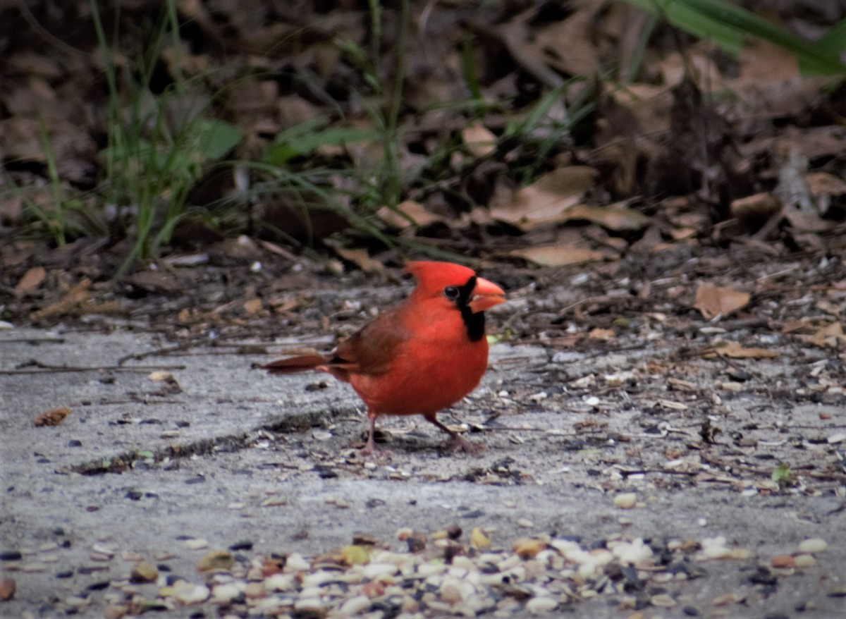 Northern Cardinal - ML430741691