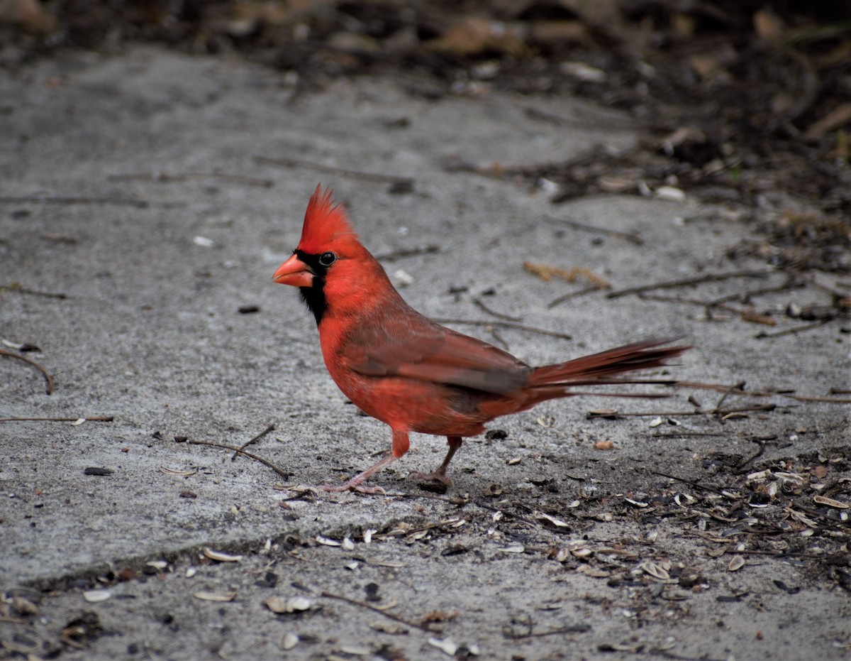 Northern Cardinal - ML430741711