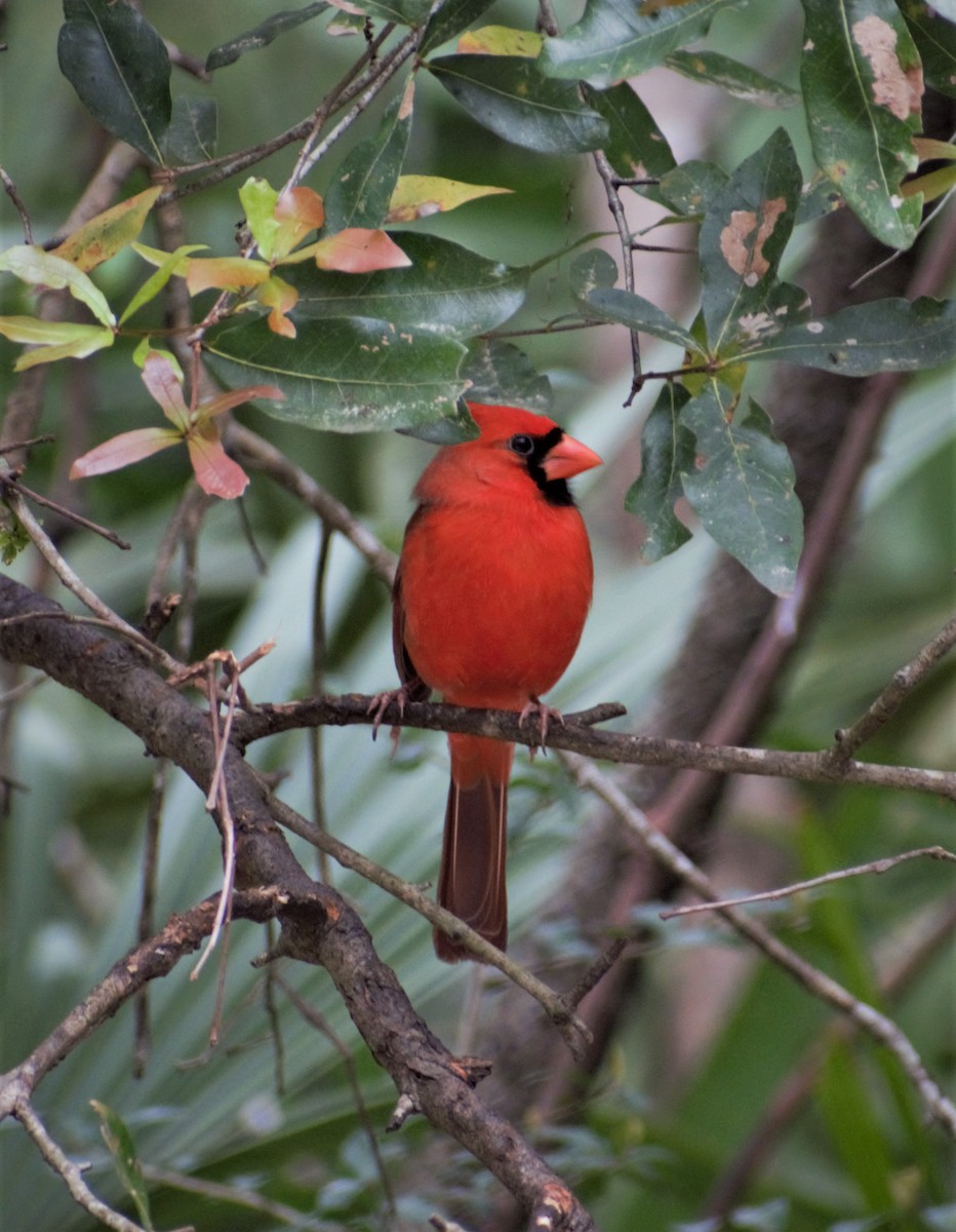 Northern Cardinal - ML430741721