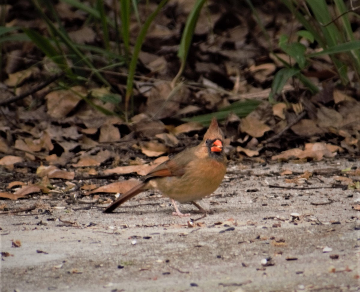 Northern Cardinal - ML430741821