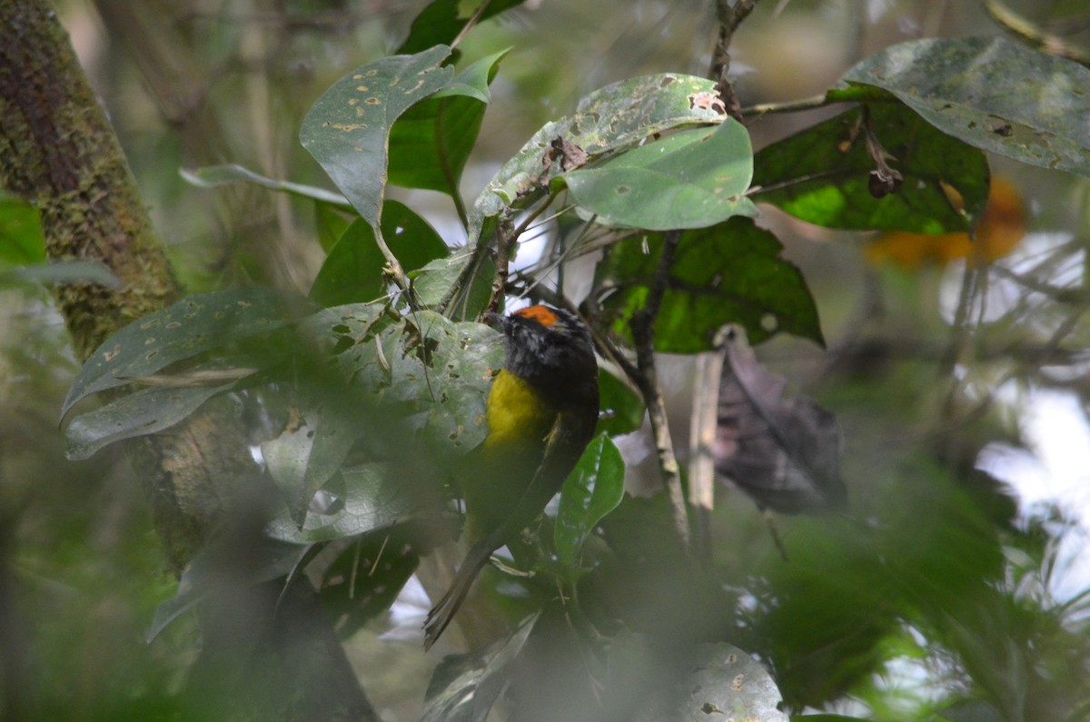 Russet-crowned Warbler - ML43074231