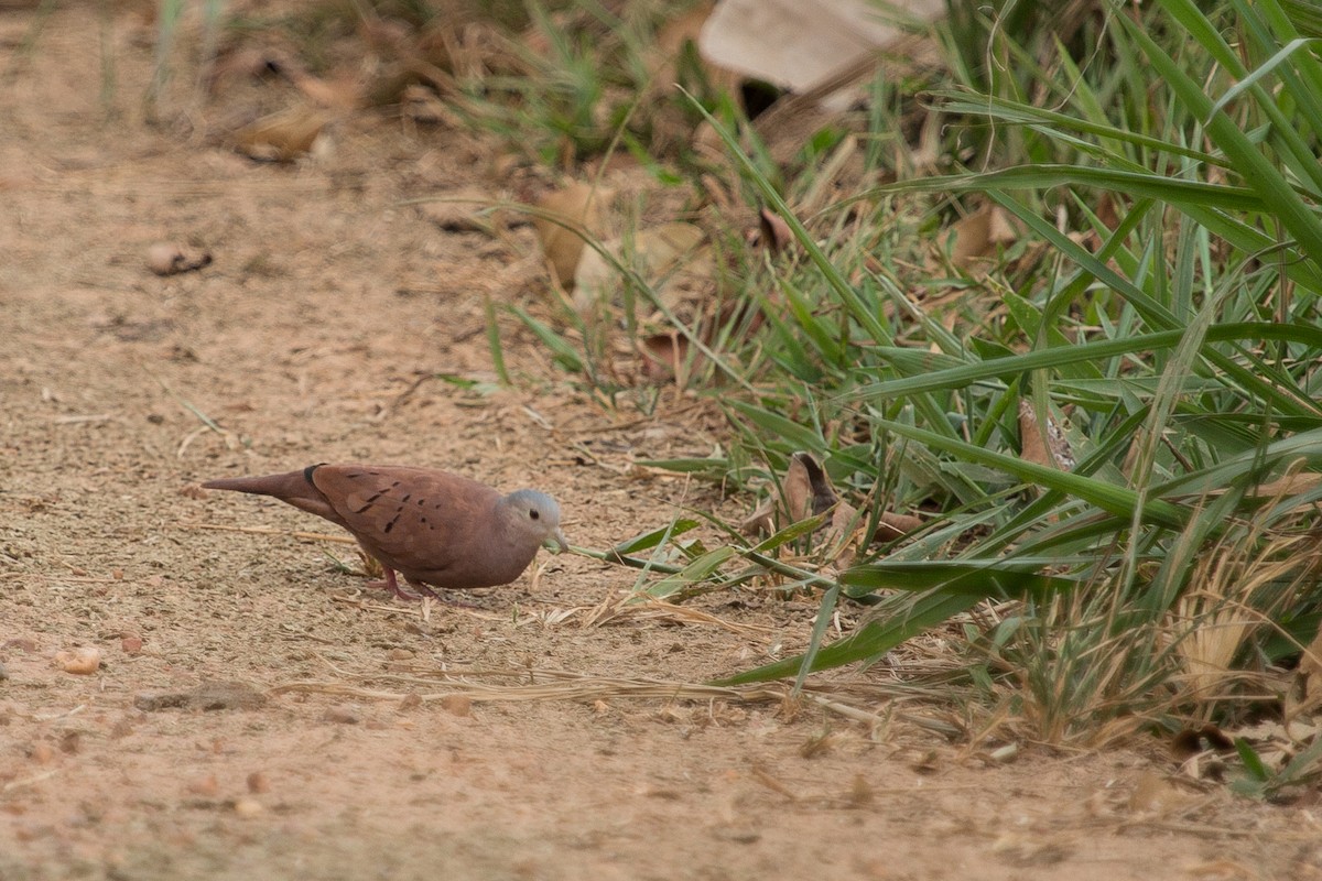 Ruddy Ground Dove - ML430742541