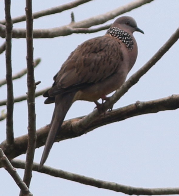 Spotted Dove - ML43074271