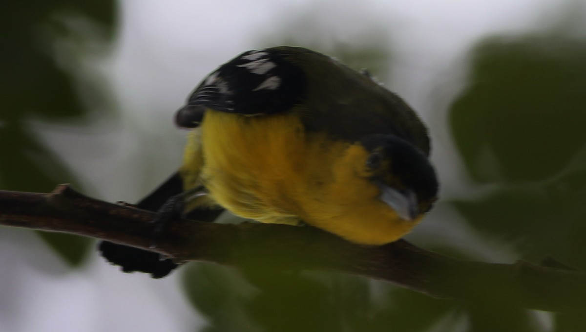 Common Iora - ML43074311