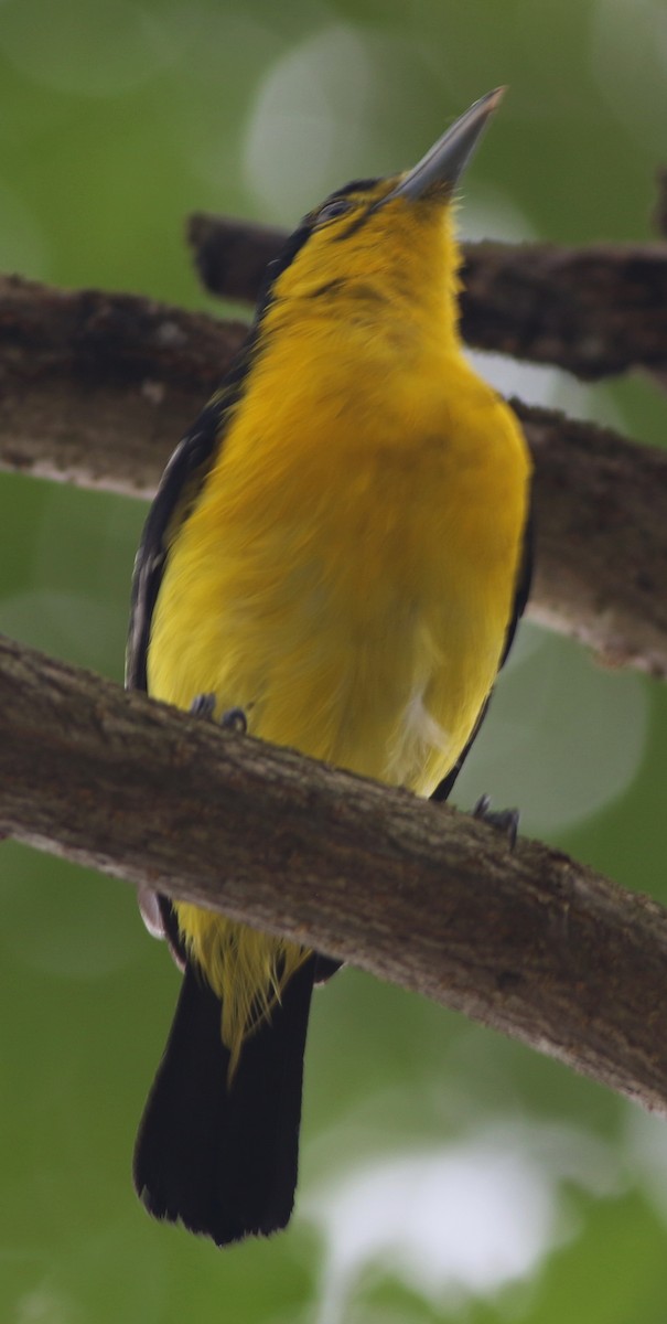 Common Iora - ML43074331