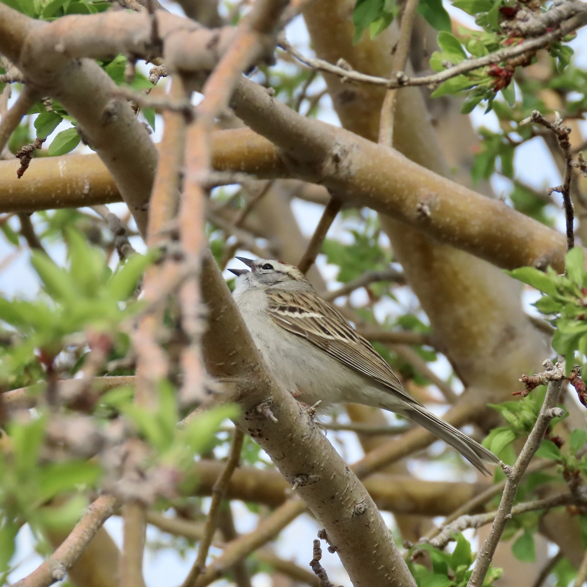 Chipping Sparrow - ML430743841