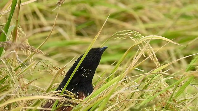 Lesser Coucal - ML430744261