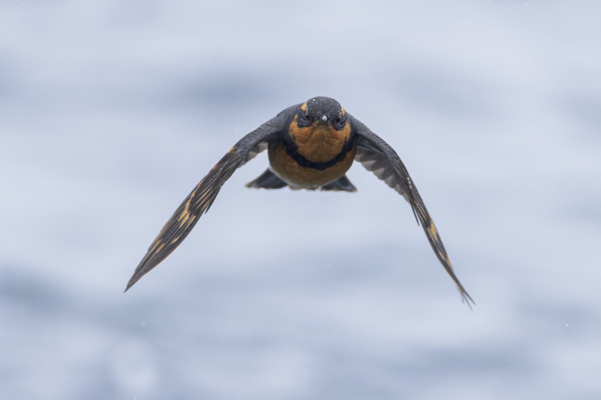 Varied Thrush - Blair Dudeck