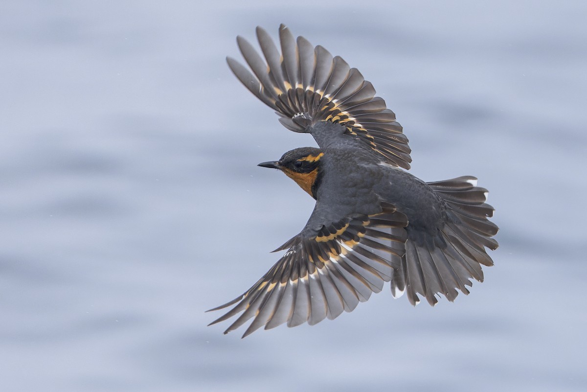 Varied Thrush - ML430744711