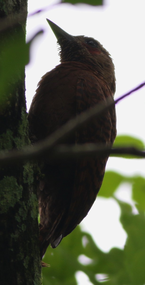 Rufous Woodpecker - ML43074521