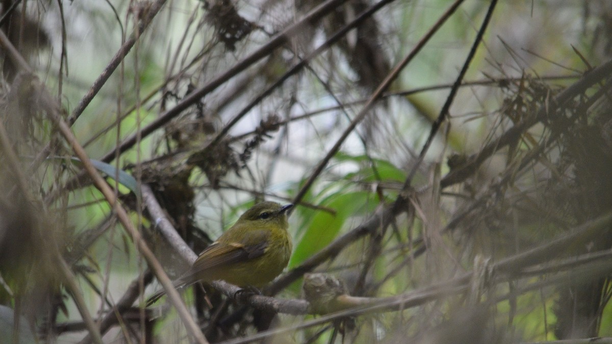 Flavescent Flycatcher - ML43074661