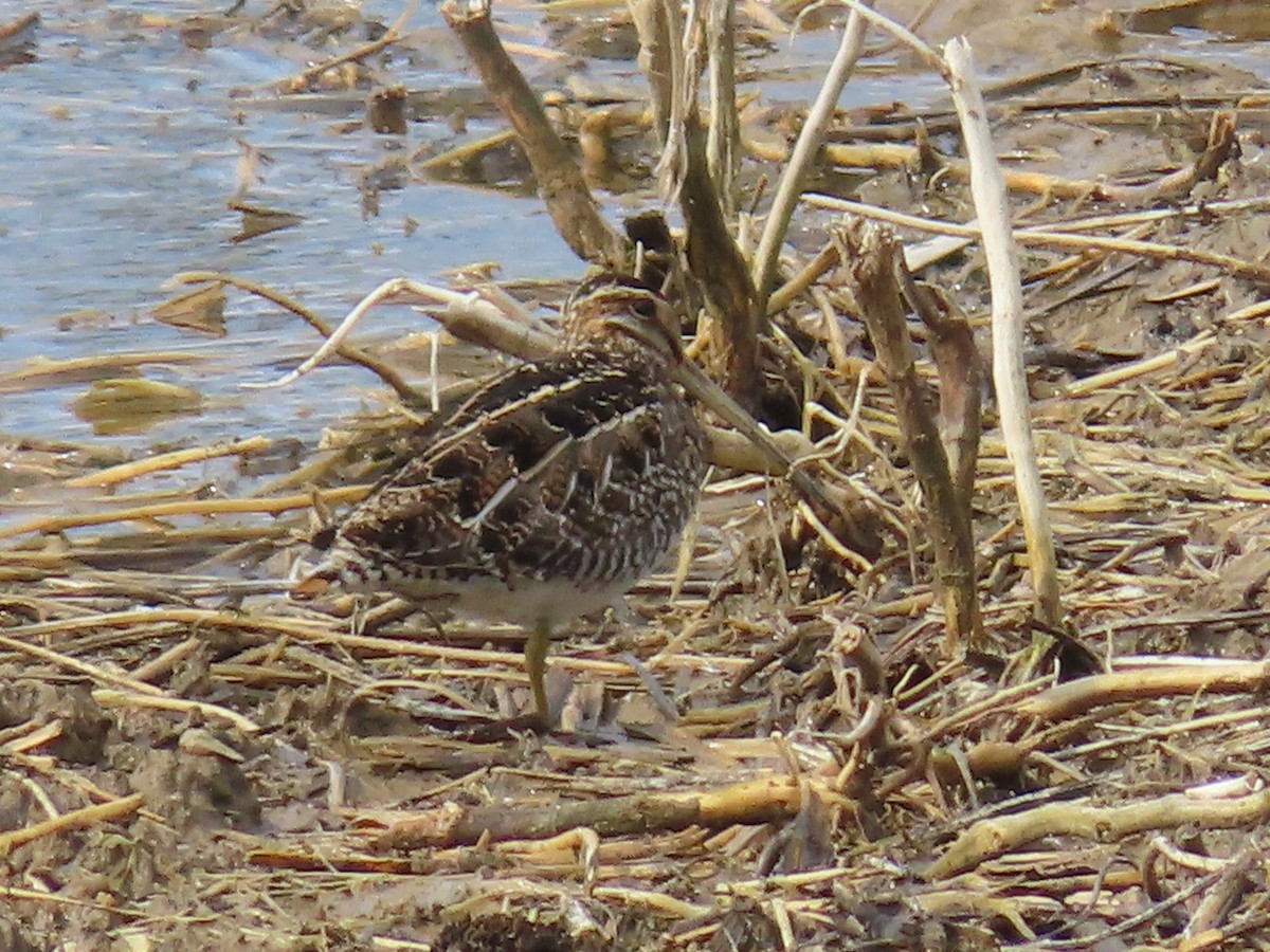 Wilson's Snipe - ML430747361