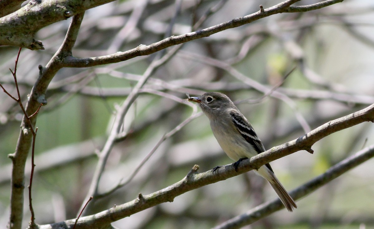 Least Flycatcher - ML43074791