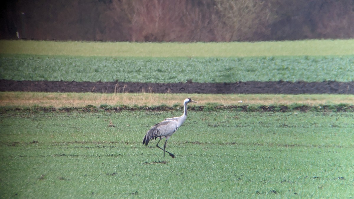 Common Crane - Wulf Behrend