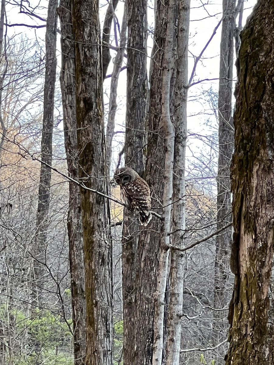 Barred Owl - ML430748791
