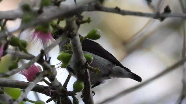 Dicée à tête rouge - ML430749201