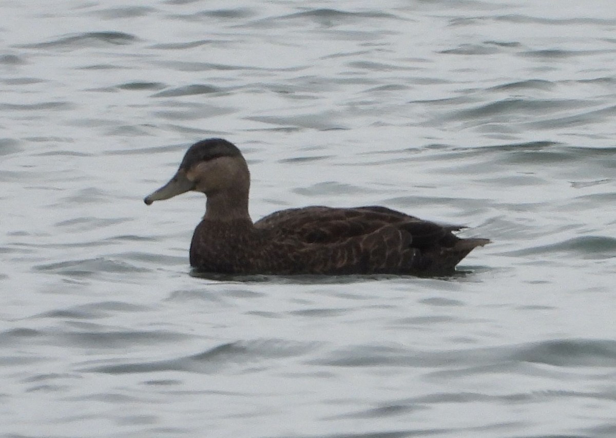 American Black Duck - ML430749861