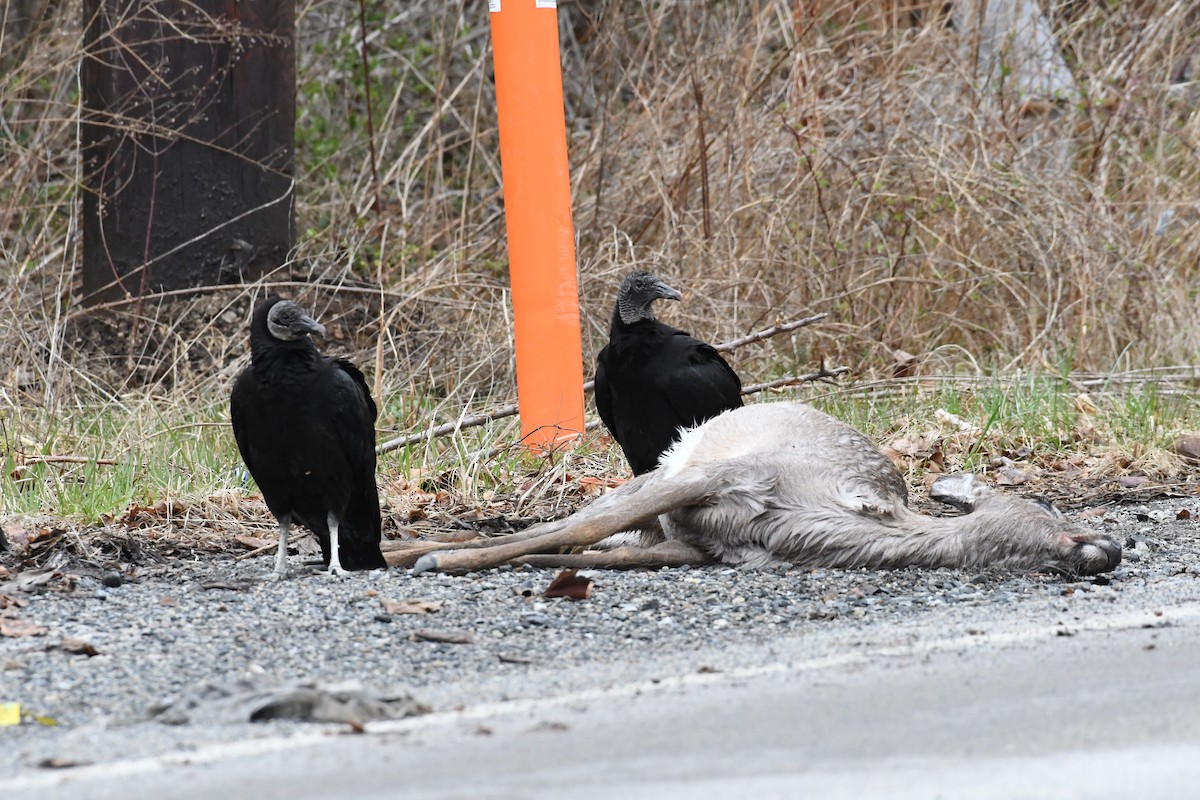 Black Vulture - ML430750391