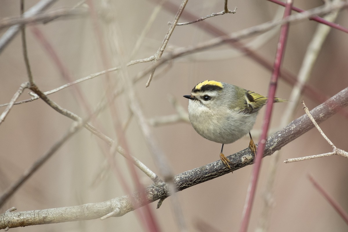 Golden-crowned Kinglet - ML430750761