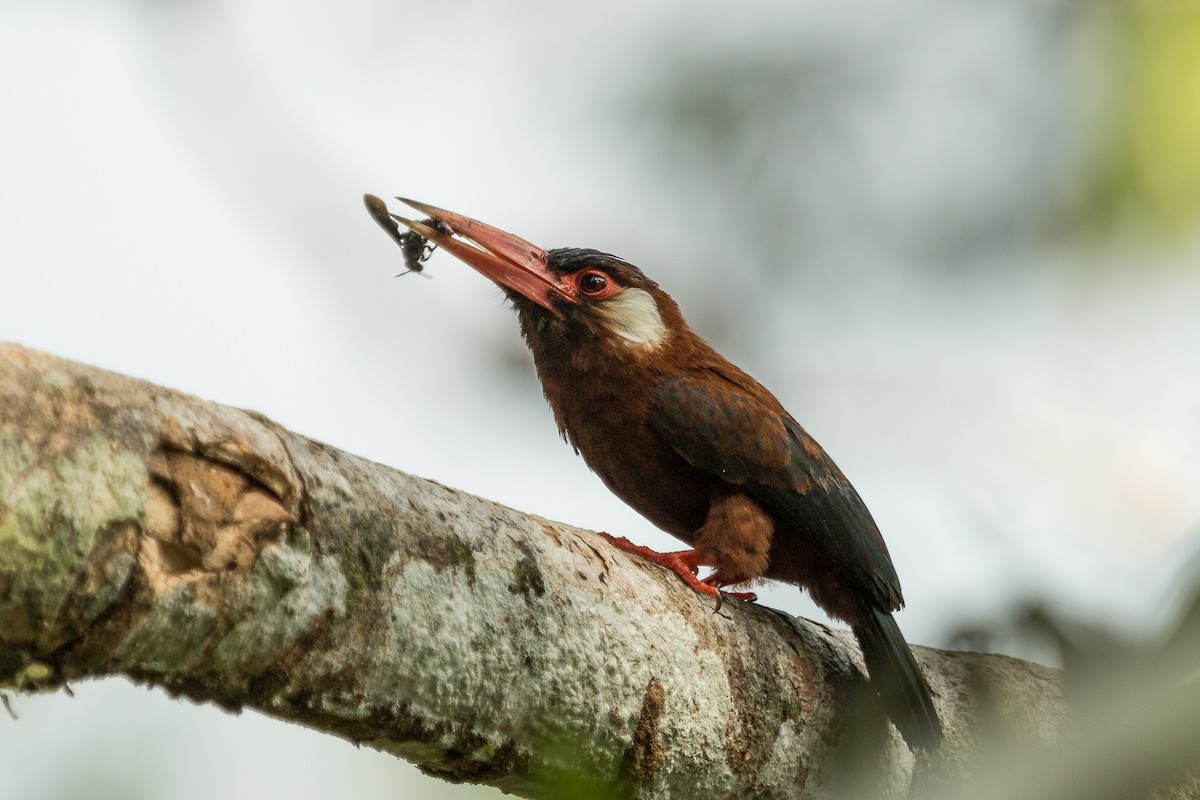 White-eared Jacamar - ML430751051