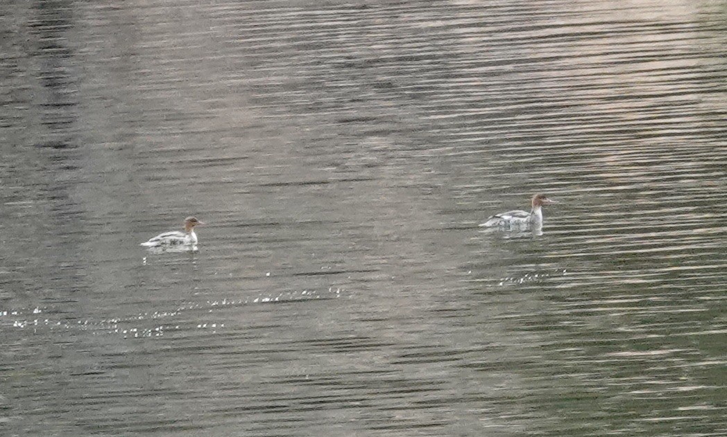 Red-breasted Merganser - ML430753641