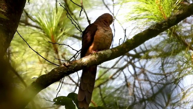 Tórtola Cuco Sultán (grupo albicapilla) - ML430754021