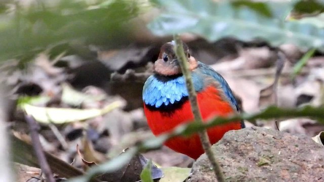 Sulawesi-Blaubrustpitta (celebensis) - ML430754111