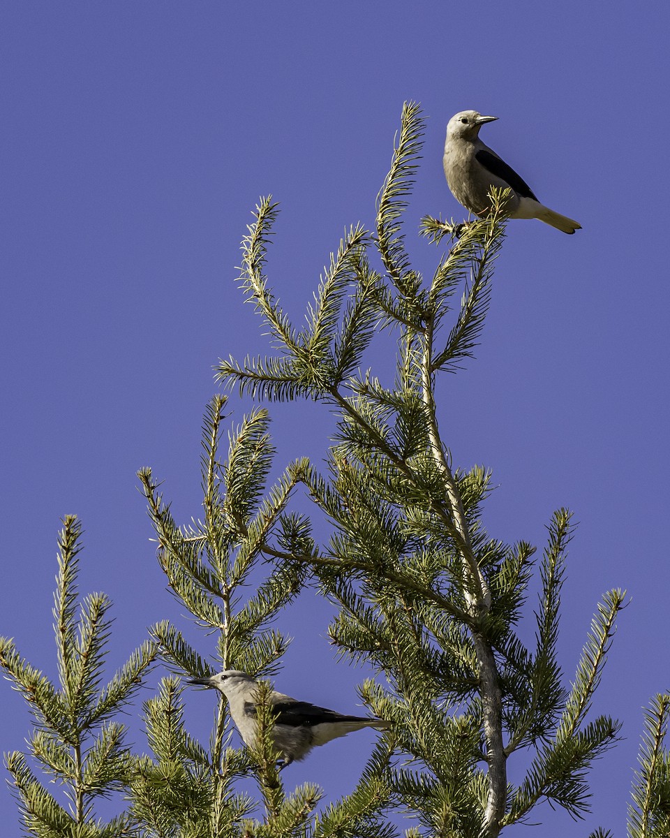 Clark's Nutcracker - ML430754651