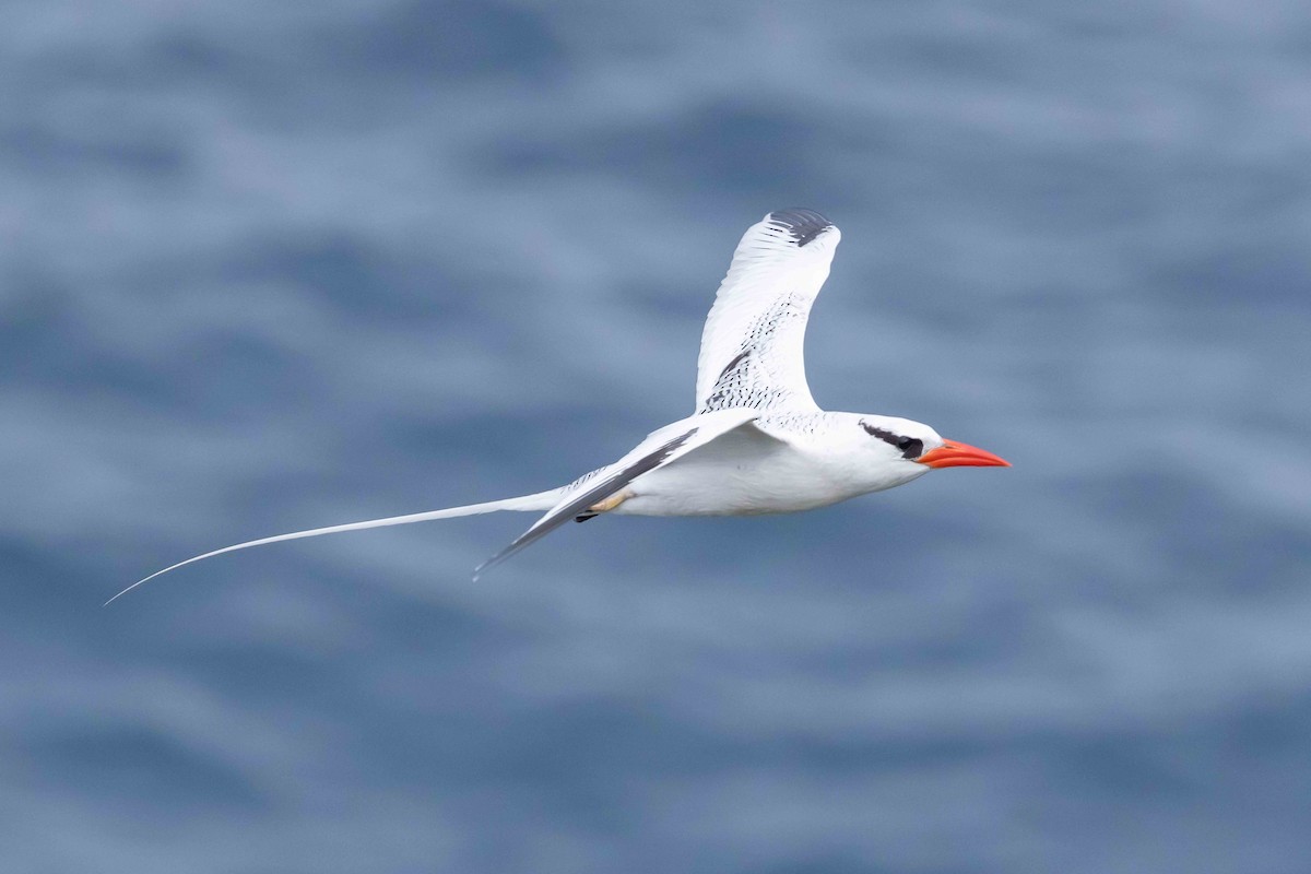 Red-billed Tropicbird - ML430755801