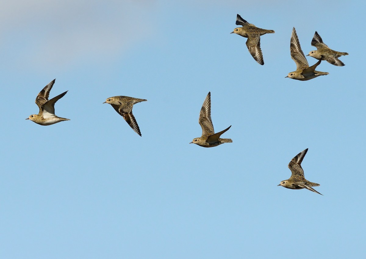 European Golden-Plover - ML430756031