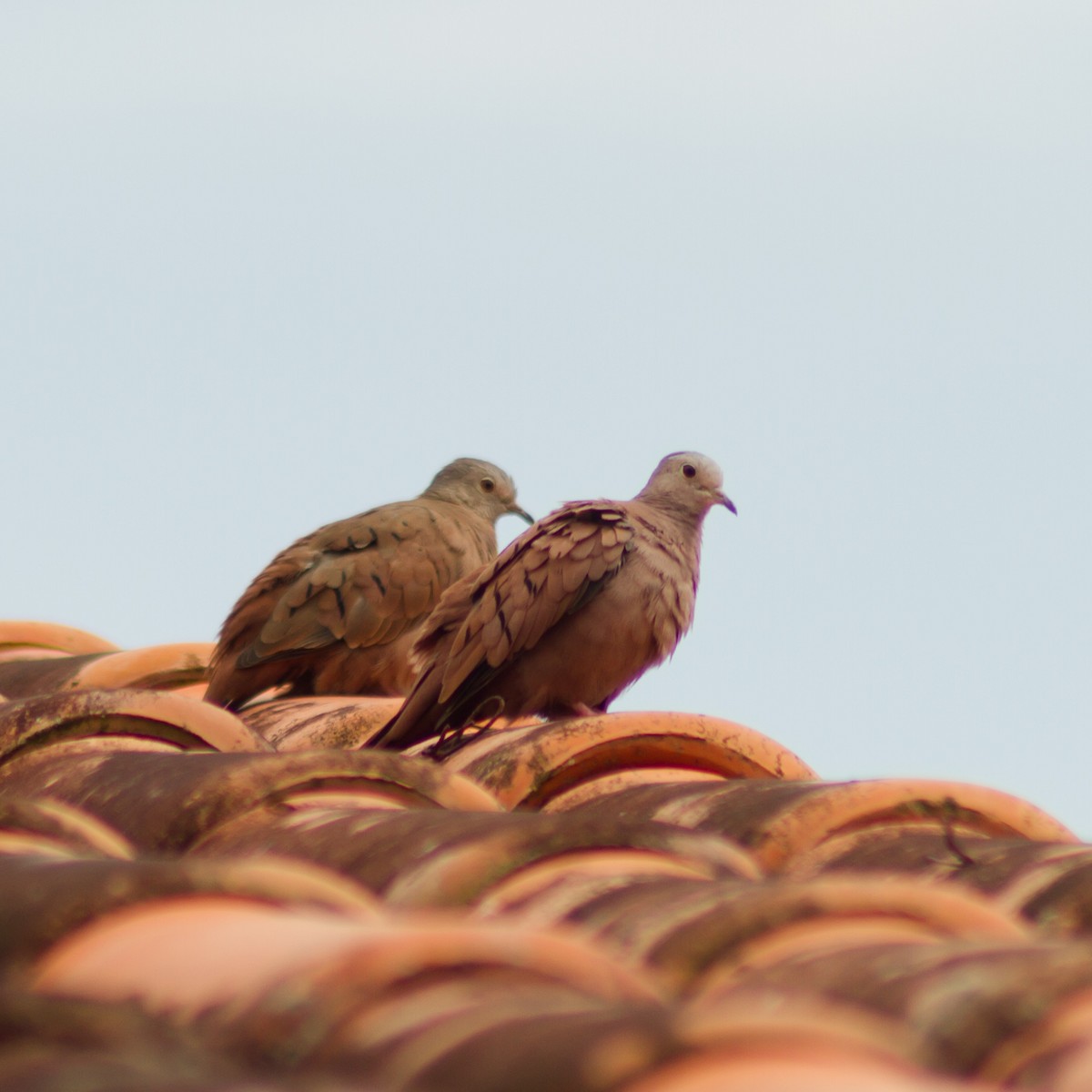 Ruddy Ground Dove - Michele Valéria Rocha